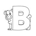 Animal alphabet. Capital letter B, Bear. For pre school education, kindergarten and foreign language learning for kids and childre Royalty Free Stock Photo